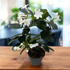 Stephanotis jasminoides (Iasomia de Madagascara, Floarea Fericirii) - flori intens parfumate