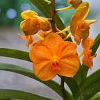 Vanda Orange (Ansu)