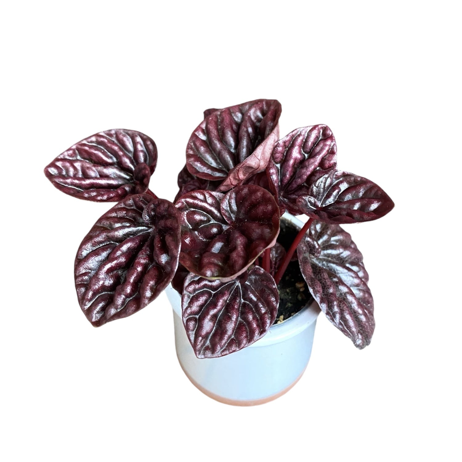 Peperomia 'Luna Red' (babyplant) -  contrast burgundy si frunzis catifelat pentru spatii moderne