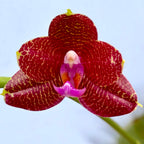 Phalaenopsis LD Sun Dragon - pachnący