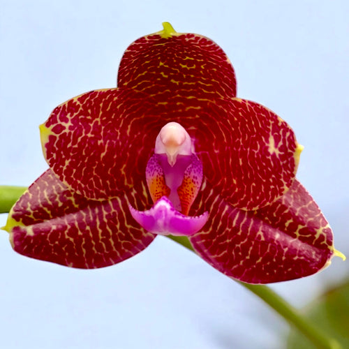 Phalaenopsis LD Sun Dragon - parfumat