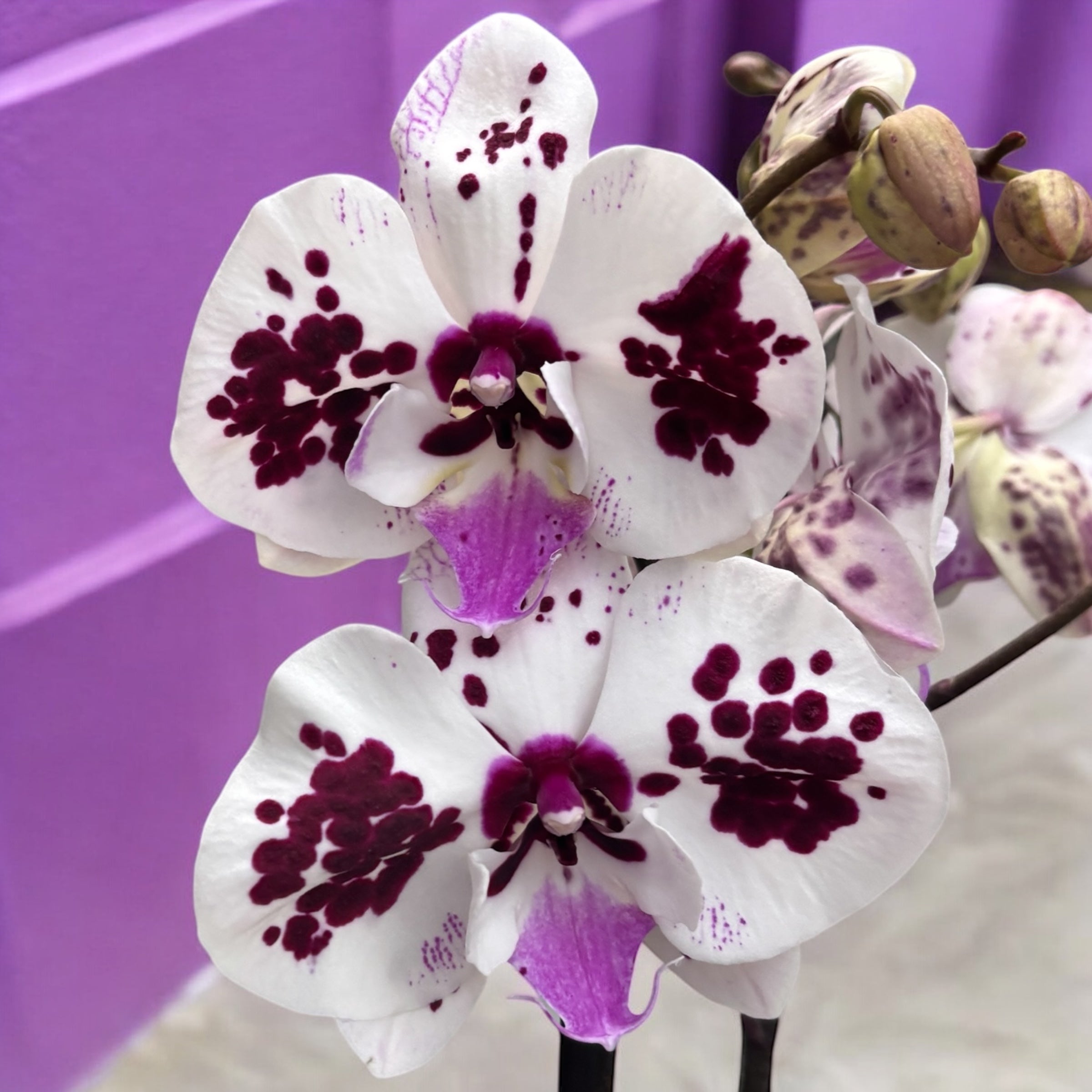 Phalaenopsis ‘Limited #107’ big lip