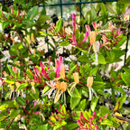 Lonicera henryi - flori si fructe comestibile, foliaj permanent verde