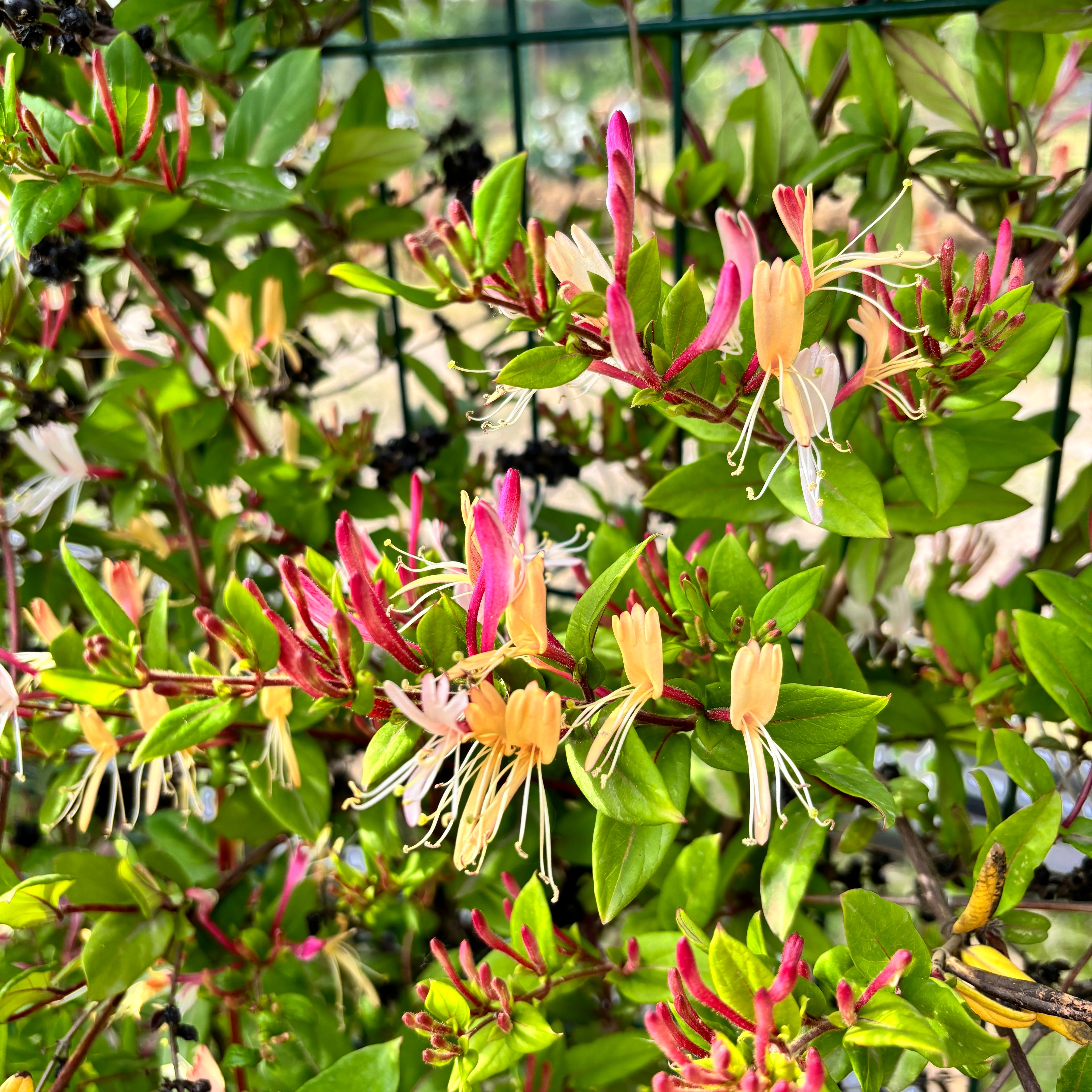 Lonicera henryi - flori si fructe comestibile, foliaj permanent verde