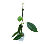 Hoya lauterbachii - flores gigantes, perfumadas