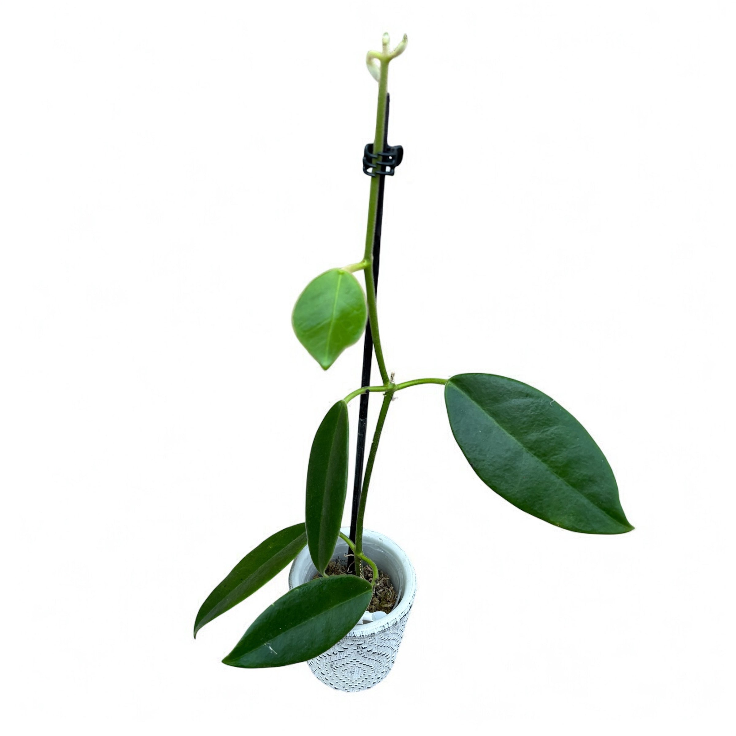 Hoya lauterbachii - flori uriase, parfumate