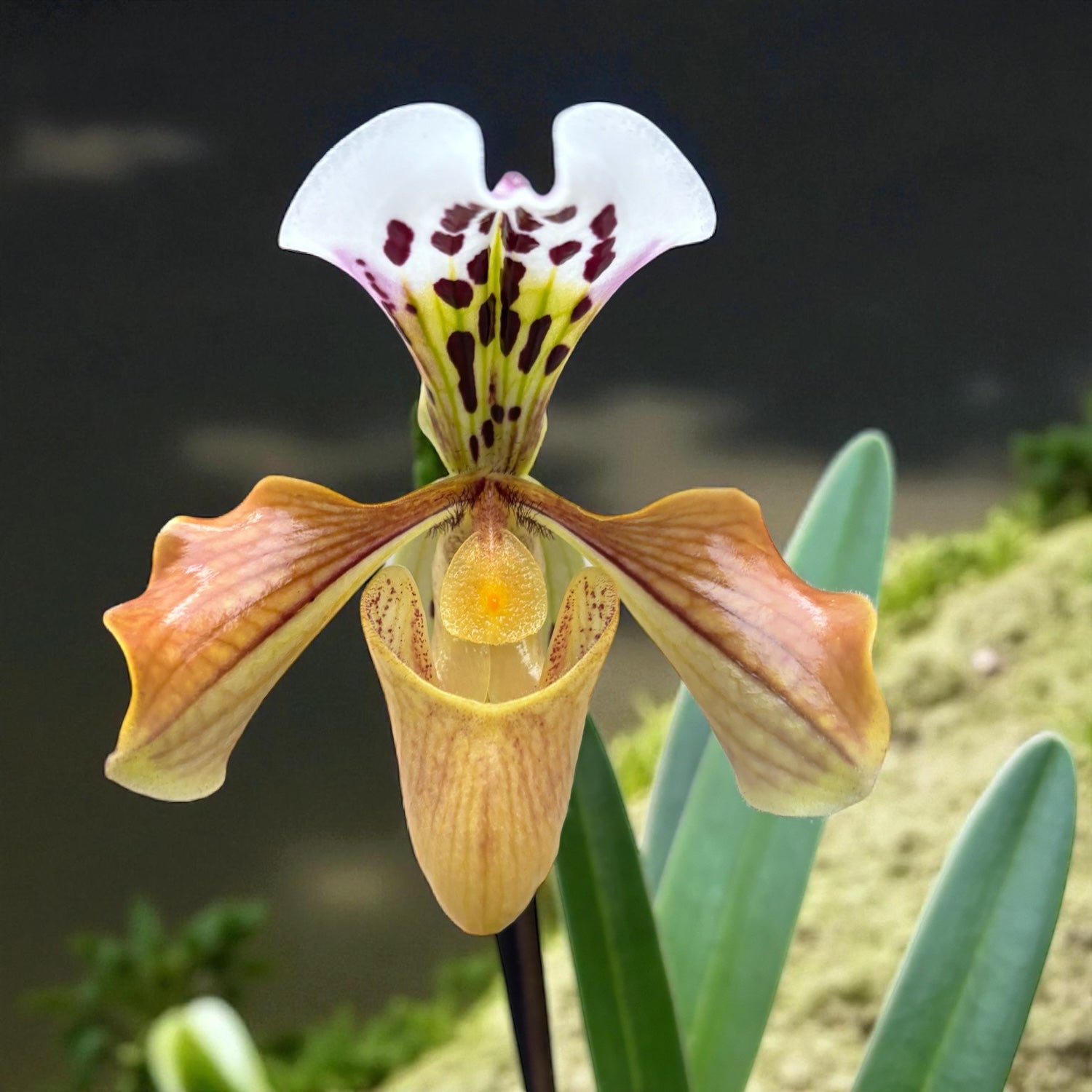 Paphiopedilum gratrixianum