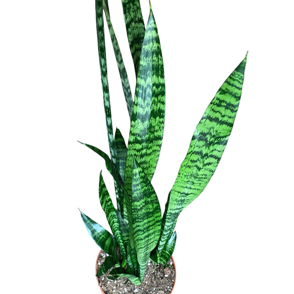 Sansevieria zeylanica D17