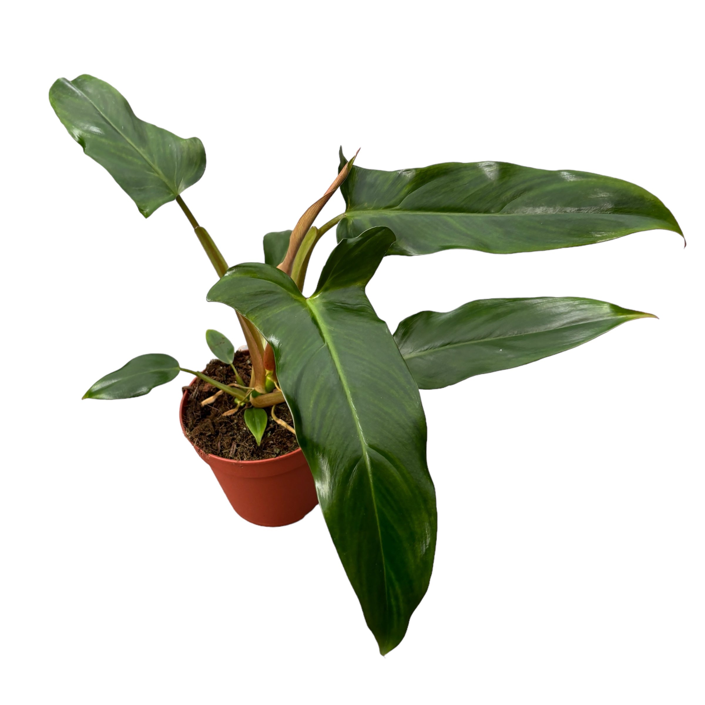 Philodendron mexicanum (Olanda)