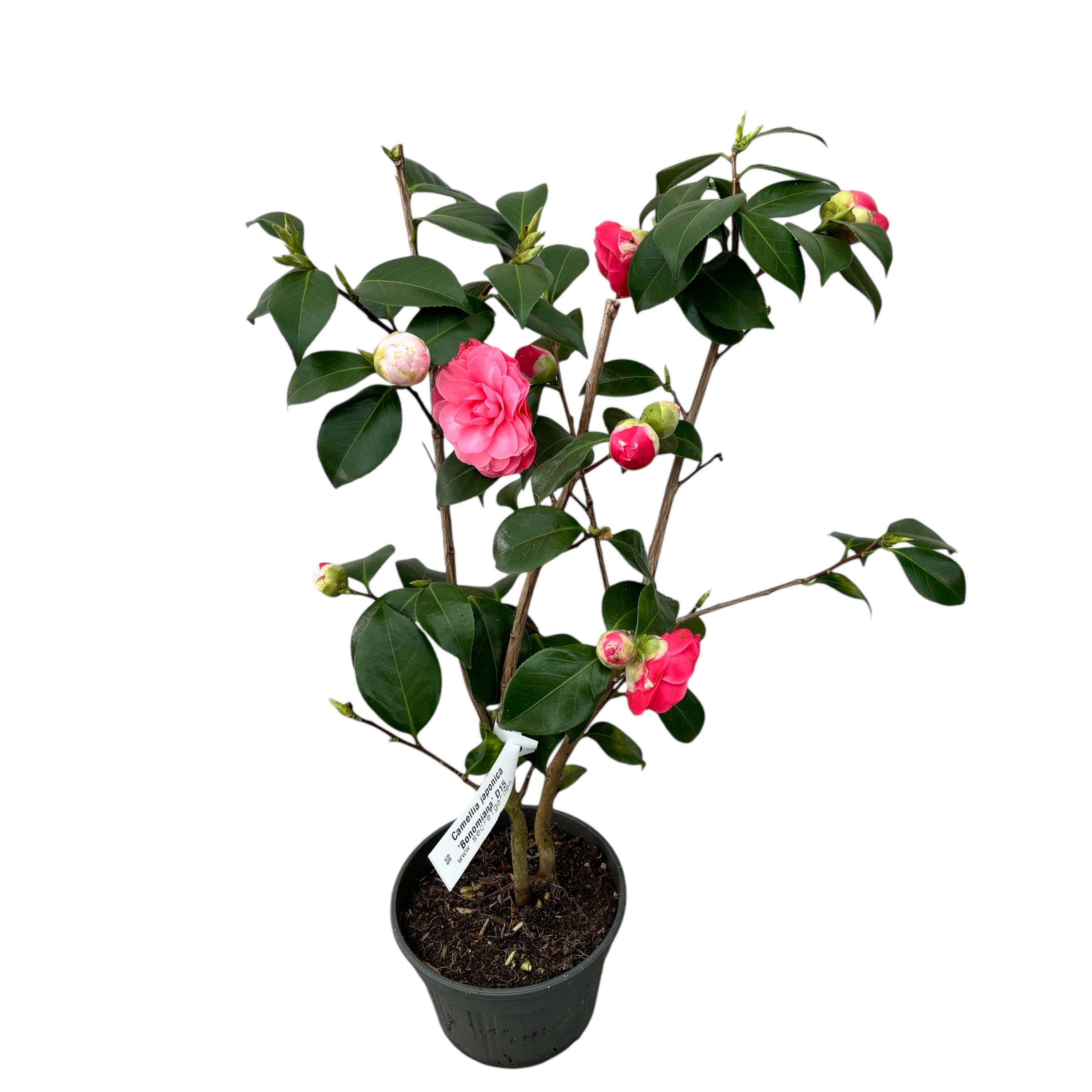 Camellia japonica 'Bonomiana' - rezistenta la inghet