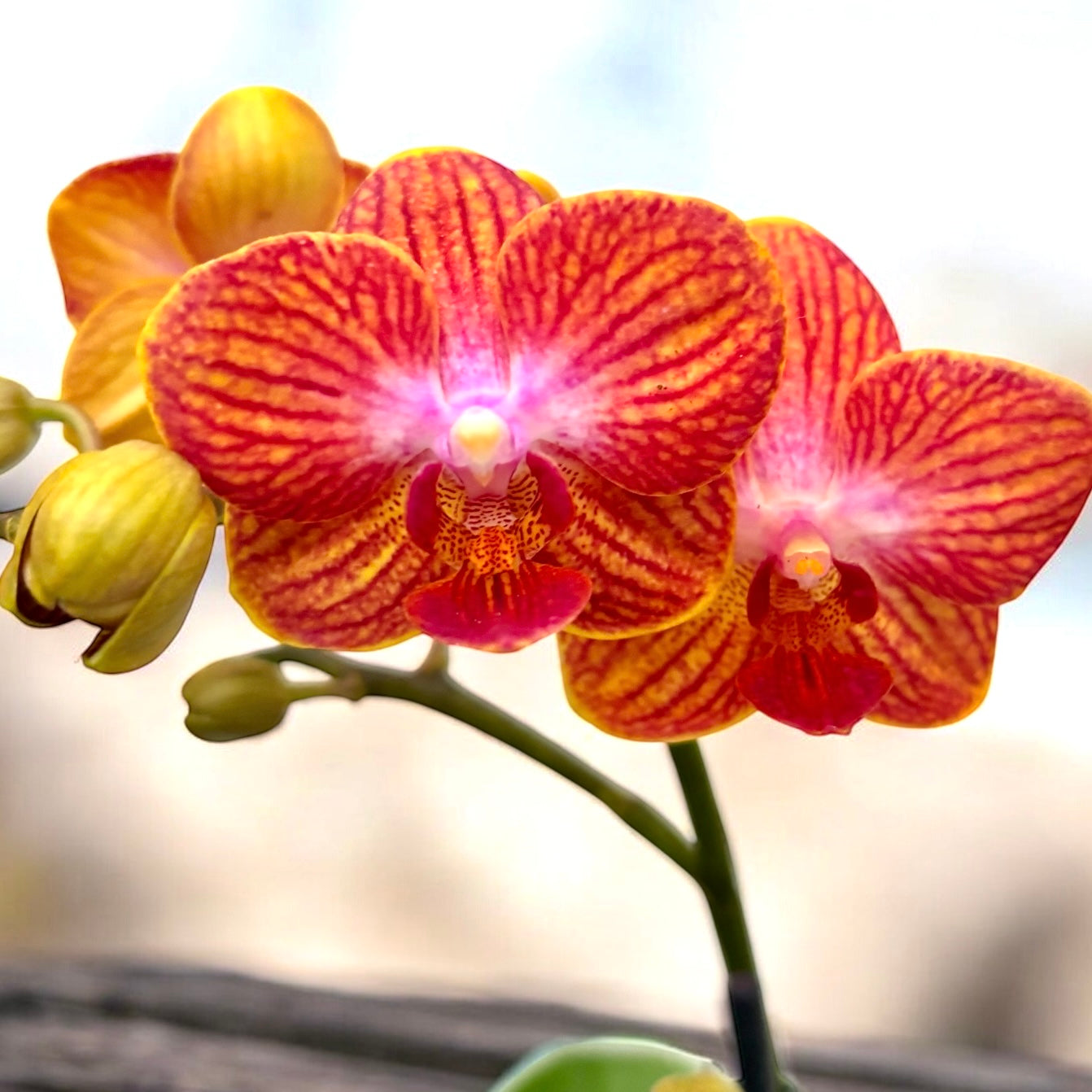 Phalaenopsis Kauai Sunset (Sogo Berry x Sogo Medal)