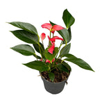 Anthurium Trillions Red – tropická elegancia s intenzívne červenými kvetmi