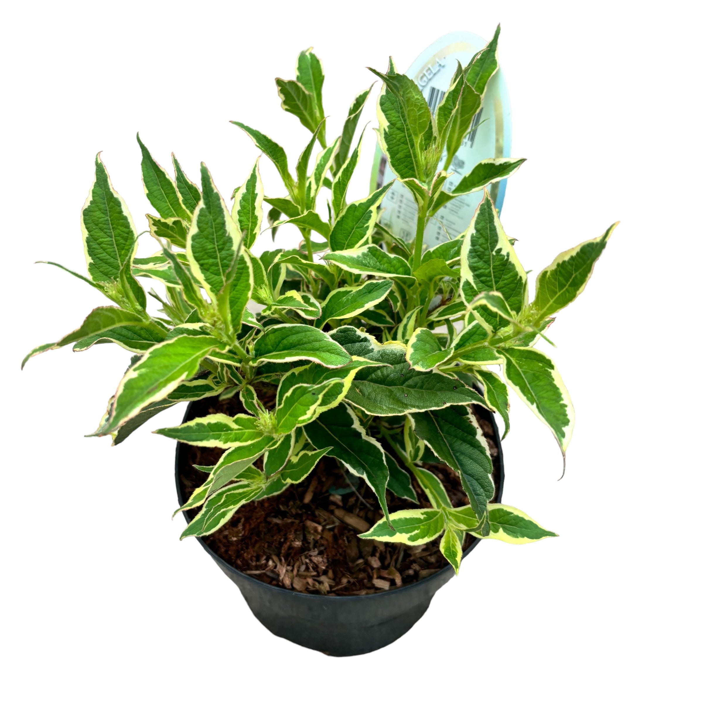 Weigela florida 'Nana Variegata'