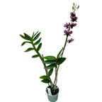 Dendrobium Phalaenopsis Sunny Cocktail