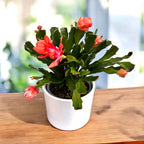 Schlumbergera 'Thor Wild Cactus Orange' 6pp