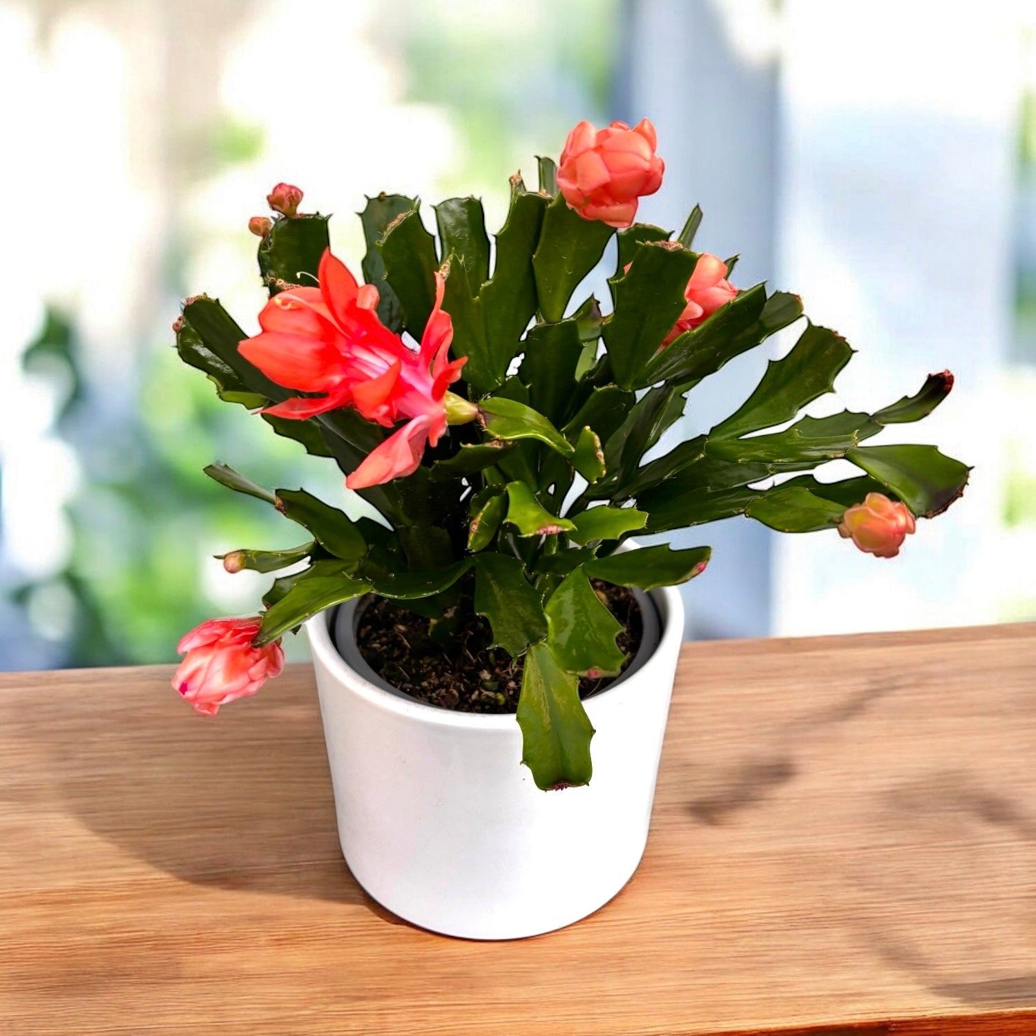 Schlumbergera 'Thor Wild Cactus Orange' 6pp