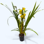 Cymbidium 'Greenflame'