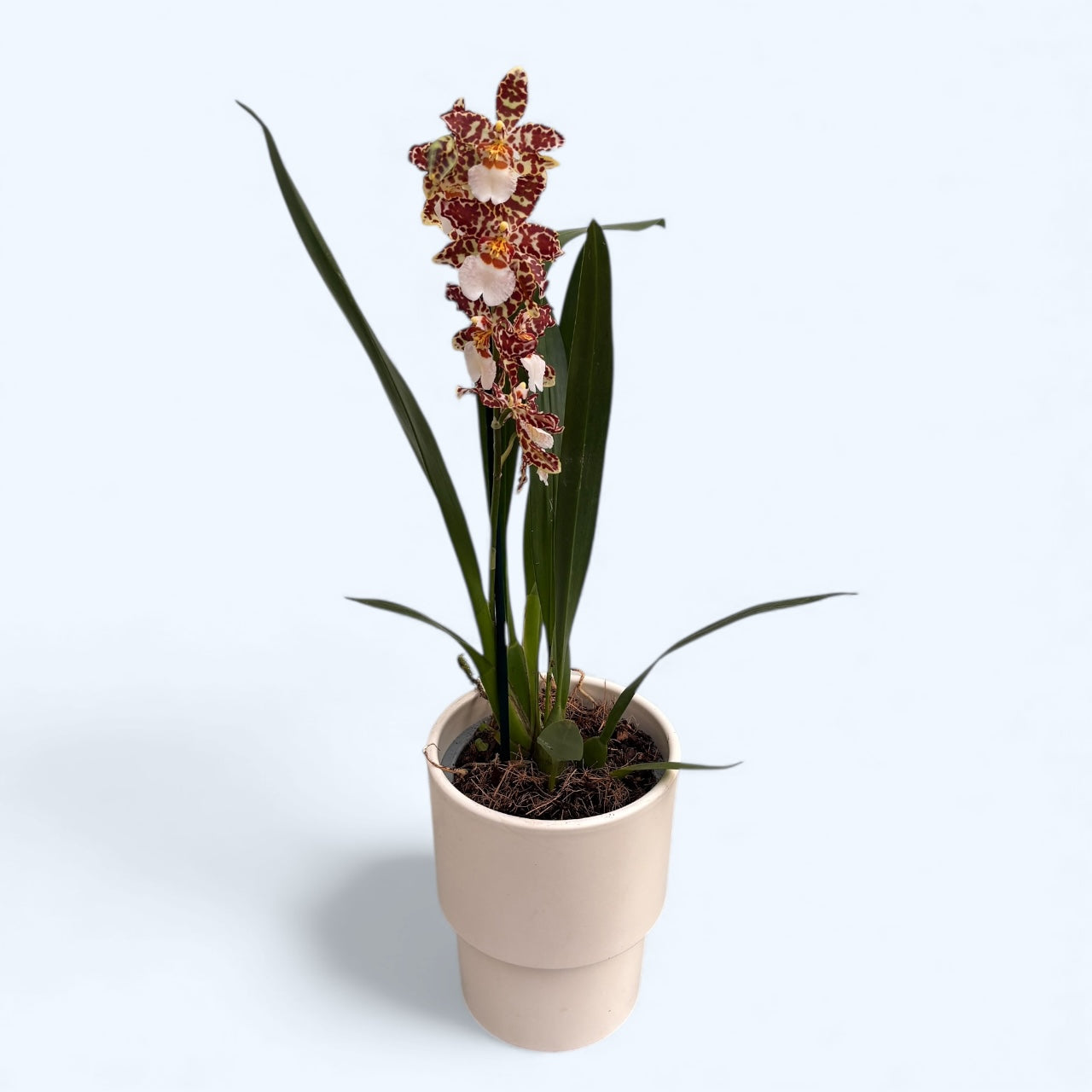 Oncostele Eye Candy 'Penny Candy'