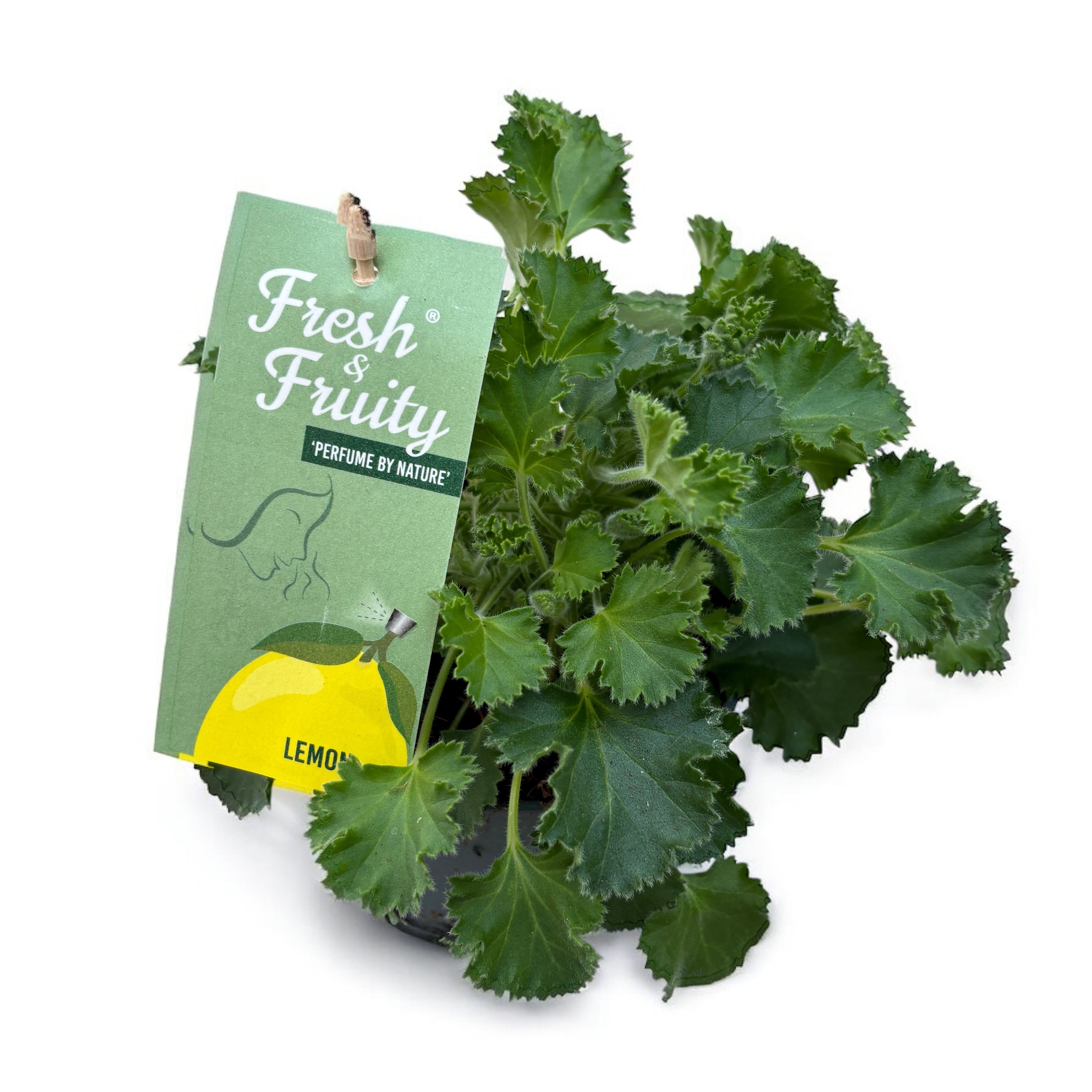 Muscate parfumate - Scented Geranium (aroma de lamaie)