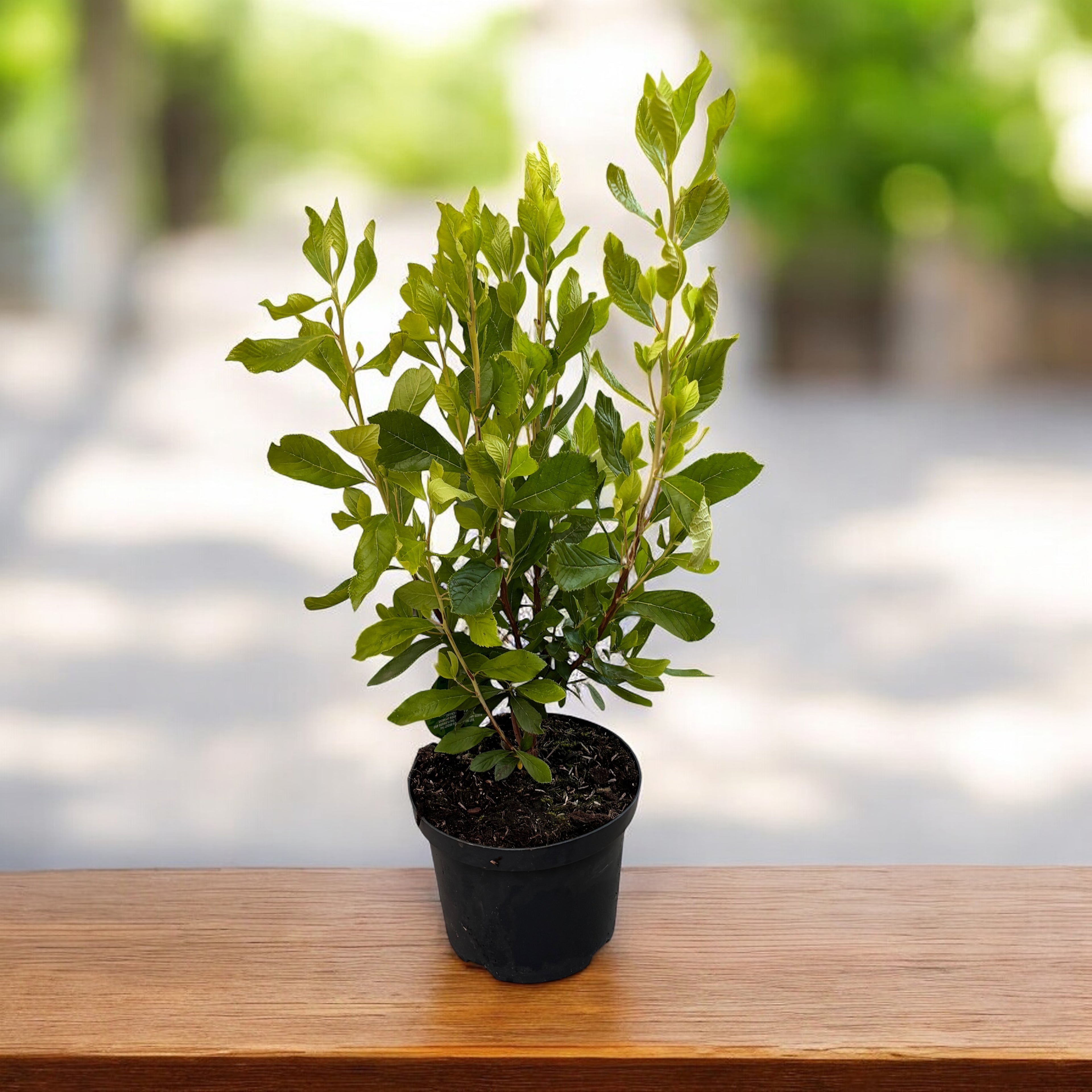 Clethra alnifolia ‘Ruby Spice’ - arbust parfumat cu flori roz-intens