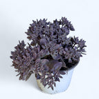 Sedum ‘Dark Canyon’ - suculenta rustica cu frunzis bordo si flori roz