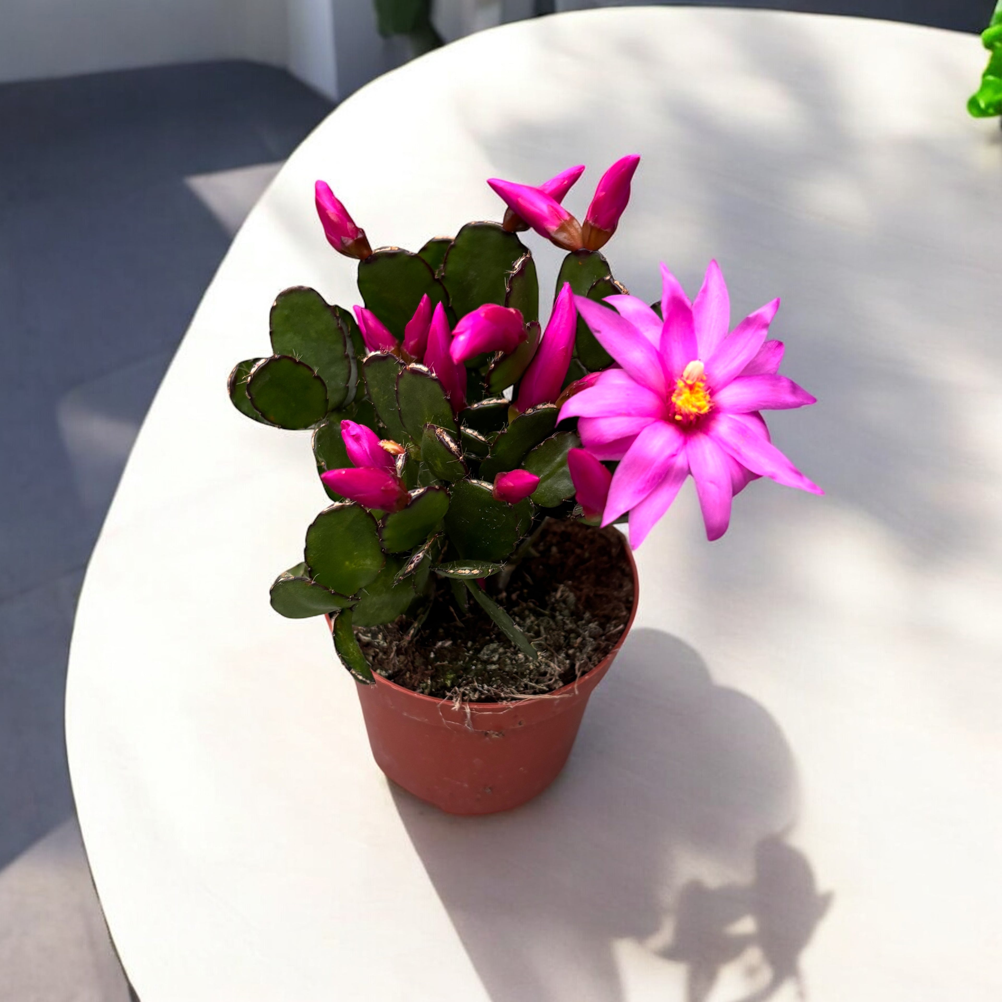 Rhipsalidopsis 'Pegasus’ (floarea pastelui) 2pp