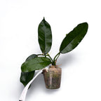 Hoya globulosa - planta de colectie cu inflorire spectaculoasa