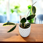 Hoya acuta 'Albomarginata' - flori parfumate