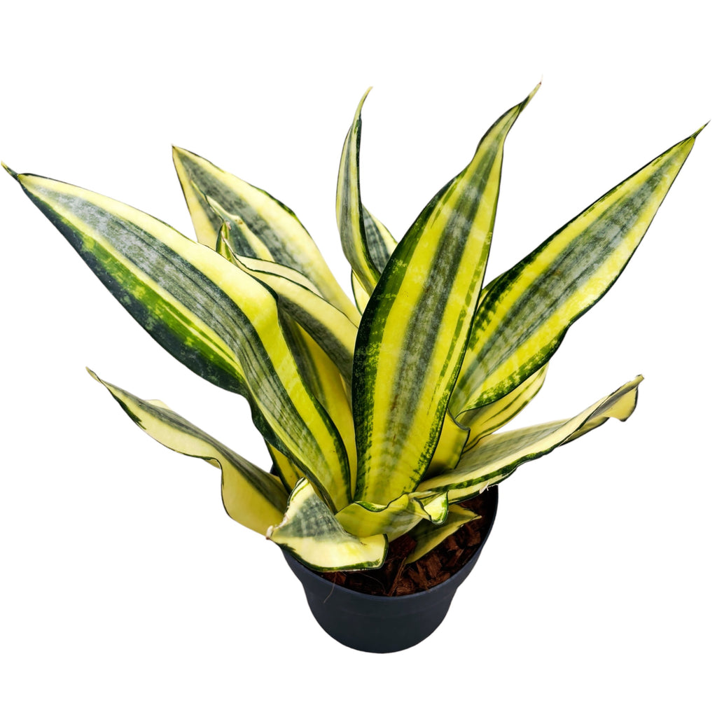 Sansevieria ‘Gold Dust’