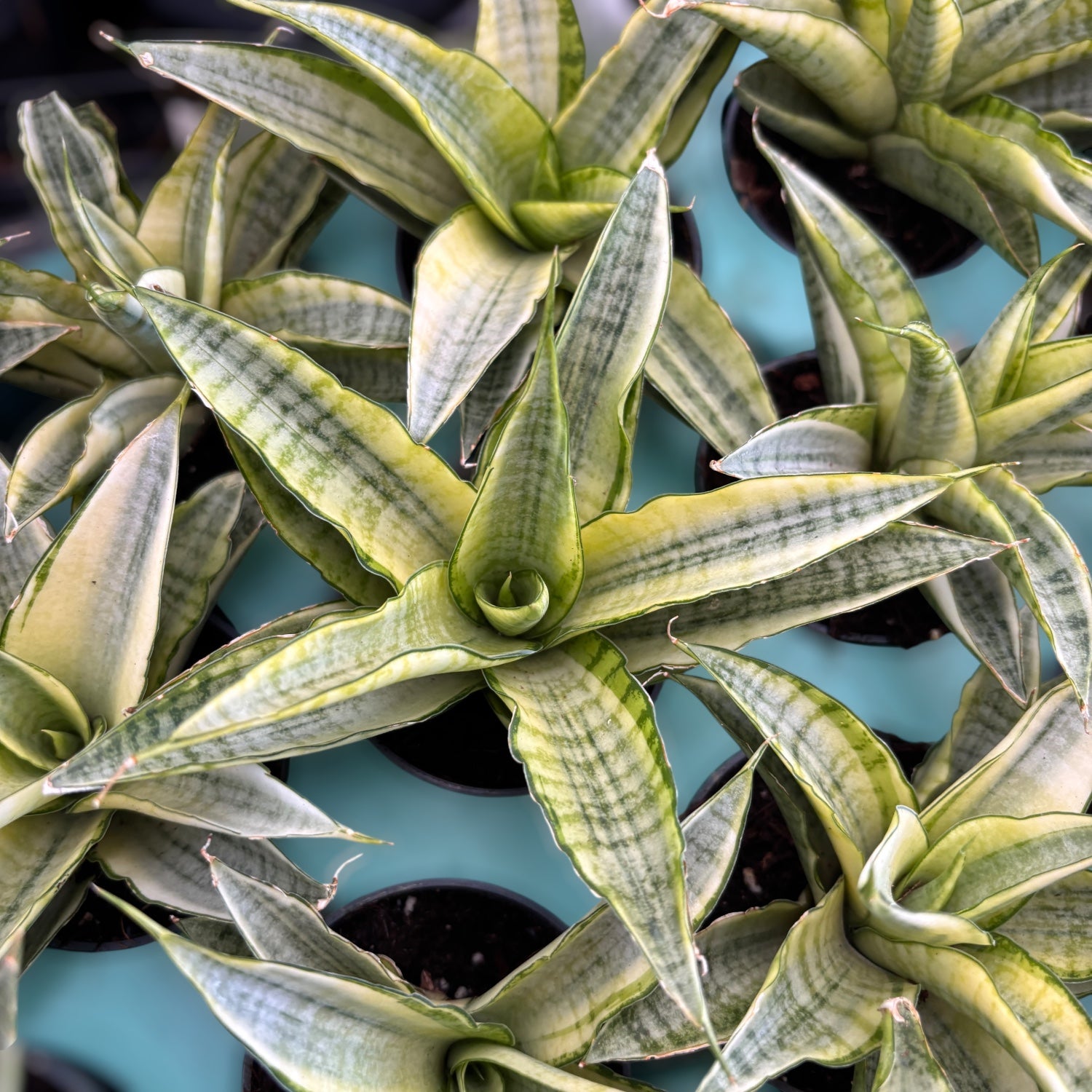 Sansevieria ‘Gabriella White’ Variegated D6