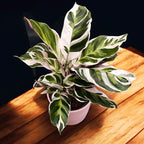 Calathea ‘White Fusion’ – planta decorativa premium, cu frunzis variegat alb-verde