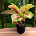 Aglaonema Iguana Red - exemplare XL