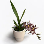 Oncidium (Cyrtocidium) Holm’s Wizard var. #04 - parfumé !