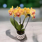 Phalaenopsis Pulsation