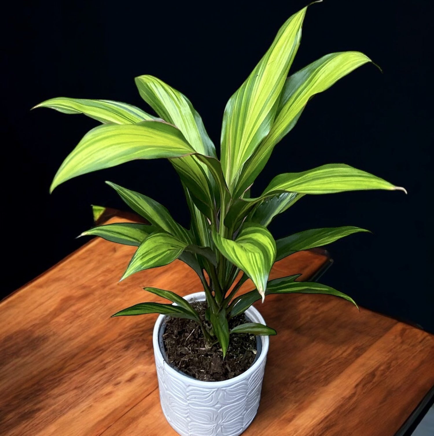 Cordyline 'Kiwi' – dekorative Zimmerpflanze mit dreifarbigen Blättern –  Secret Garden Plant Shop