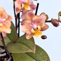 Phalaenopsis Scention - flori parfumate pelorice