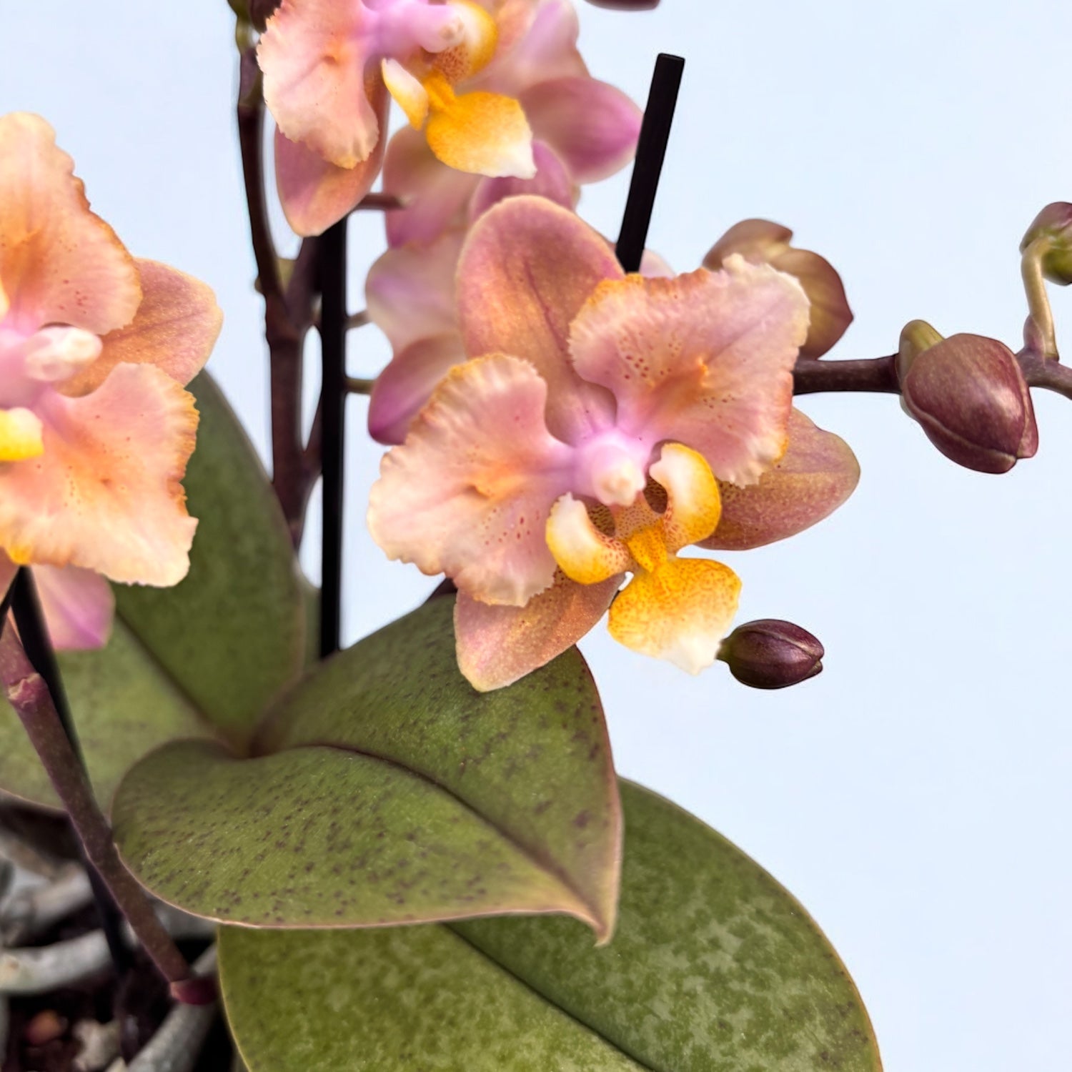 Phalaenopsis Scention - flori parfumate pelorice