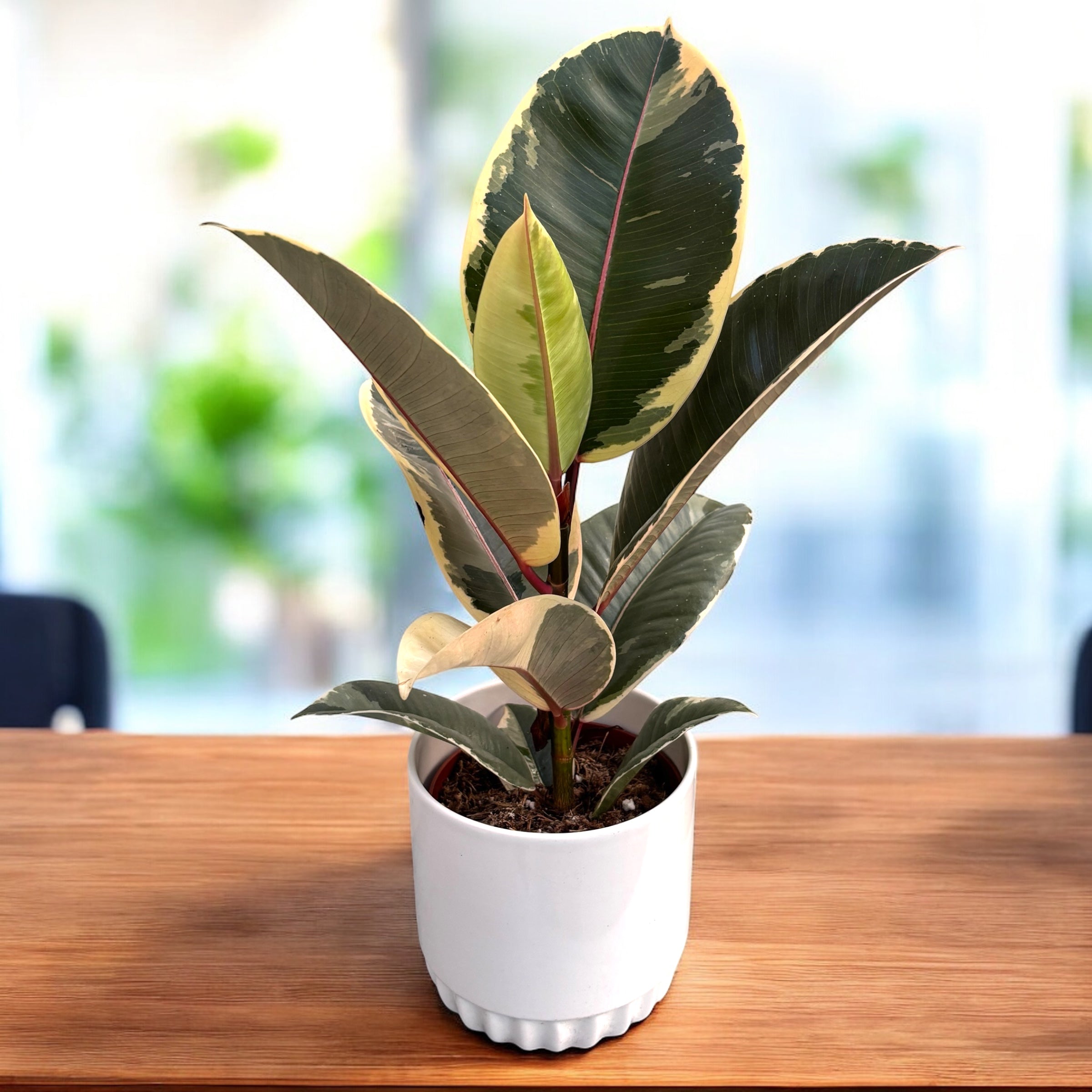 Ficus elastica ‘Tineke’ – planta de interior cu frunze variegate in alb-crem si verde