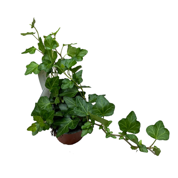 Ivy - Hedera helix 'Wonder' 3-4 plants/pot