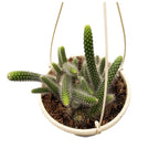 Hildewinteria colademononis (Monkey's Tail Cactus) D15