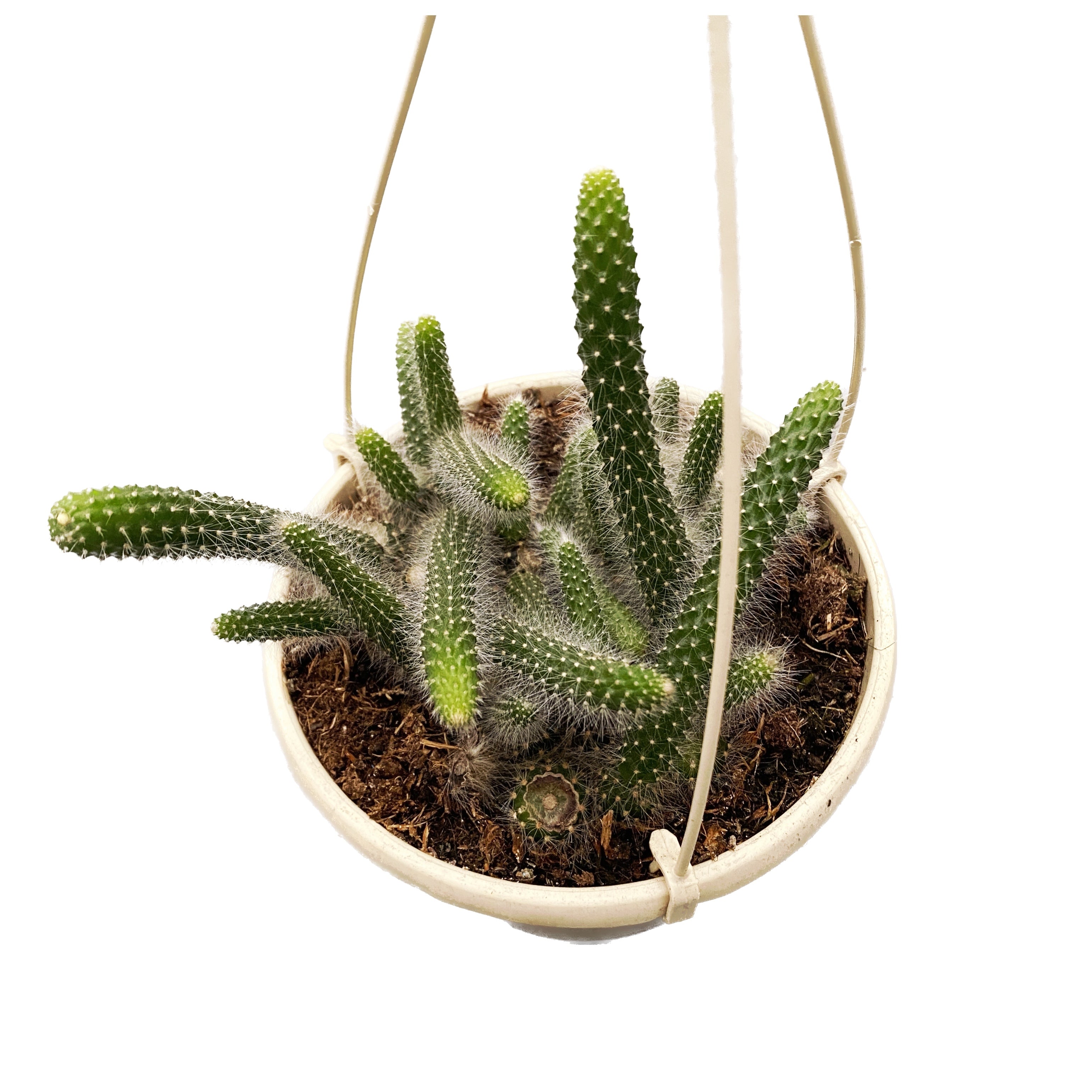 Hildewinteria colademononis (Monkey's Tail Cactus) D15