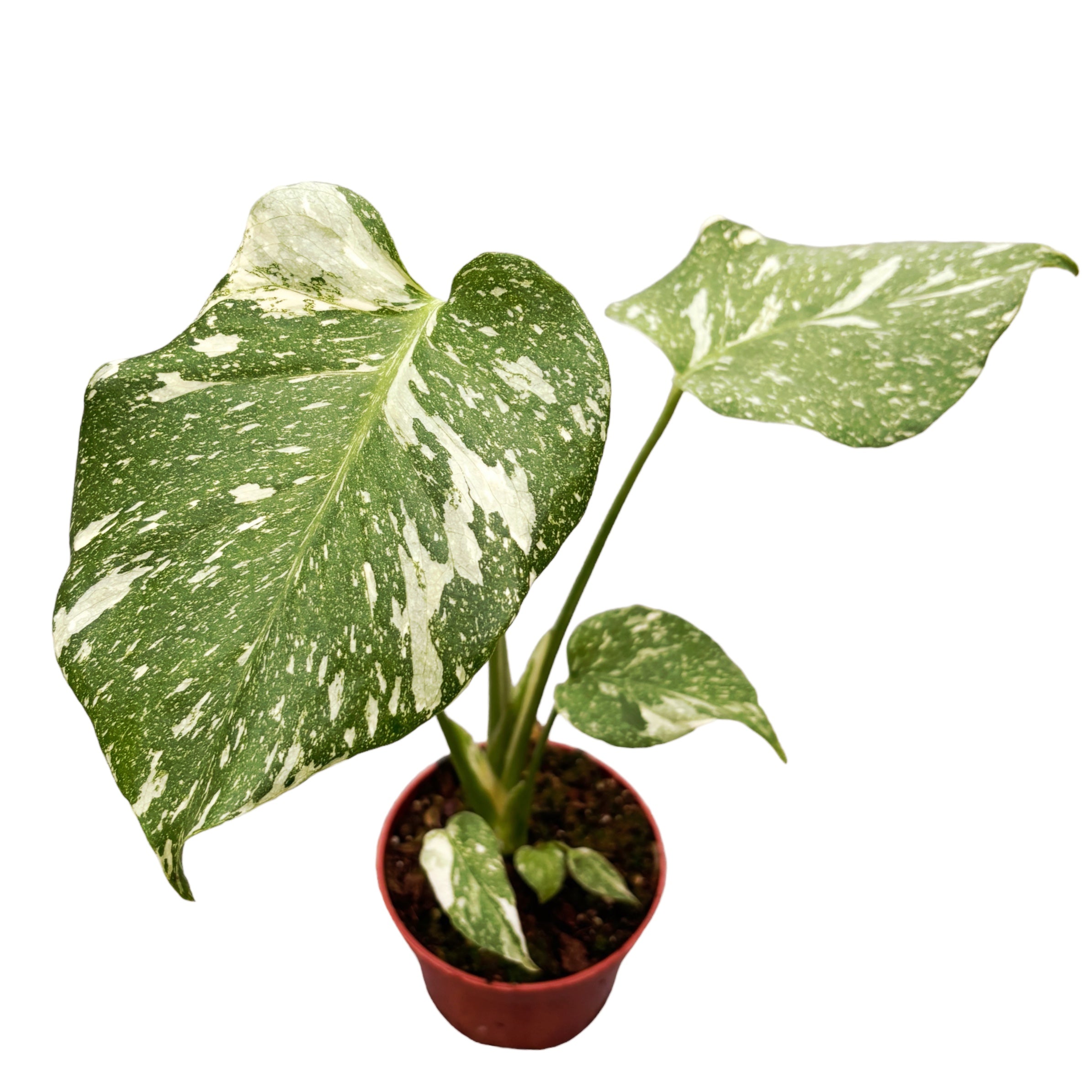 Monstera 'Thai Constellation' MTC10