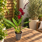 Burrageara Fran's Jewels