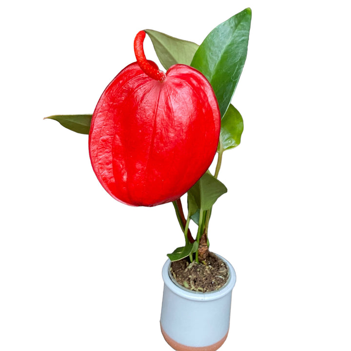 Anthurium Scherzerianum Debby