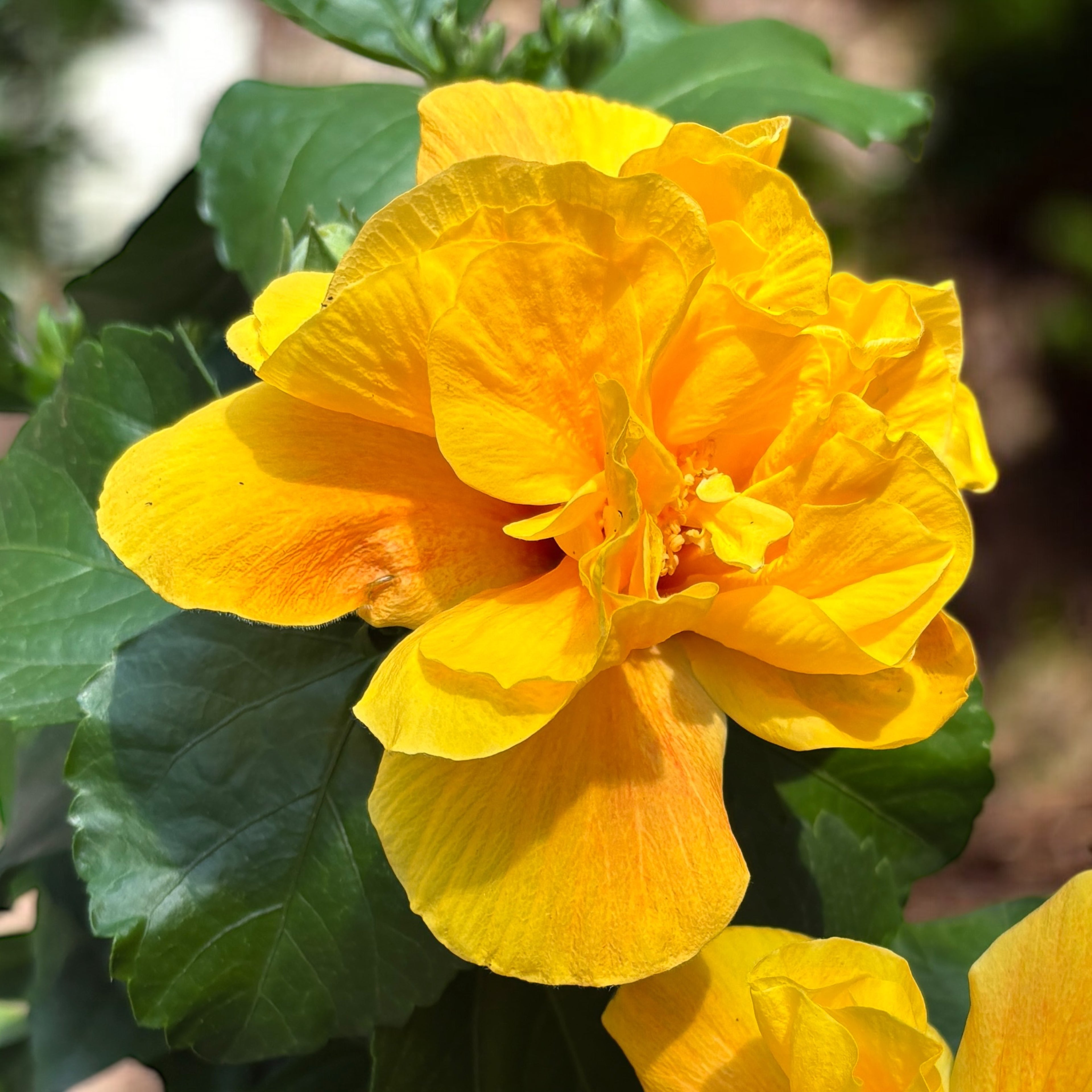 Hibiscus Koenig - rumeni japonski vrtnica z dvojnimi cvetovi