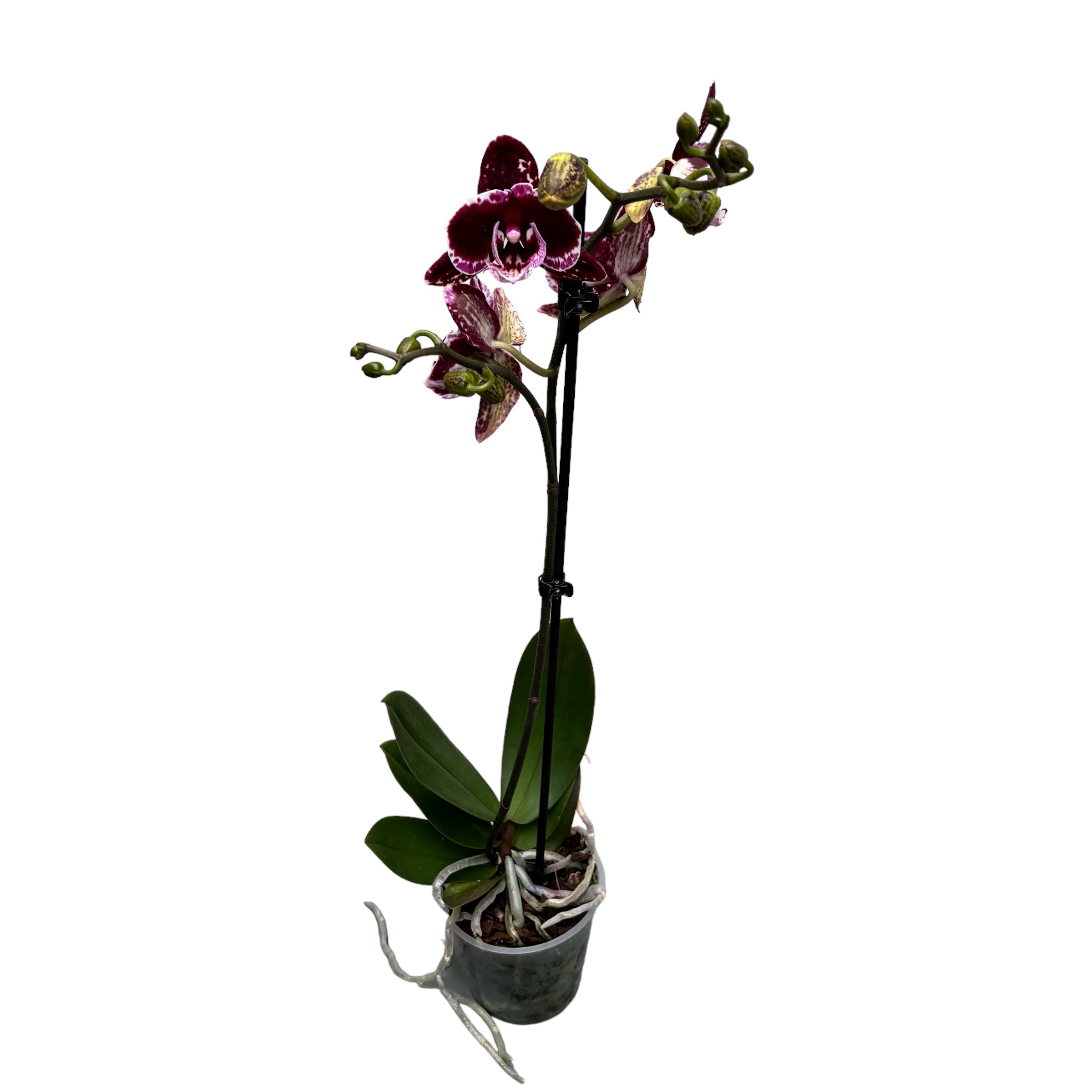 Phalaenopsis 'Limited #10' grande lèvre
