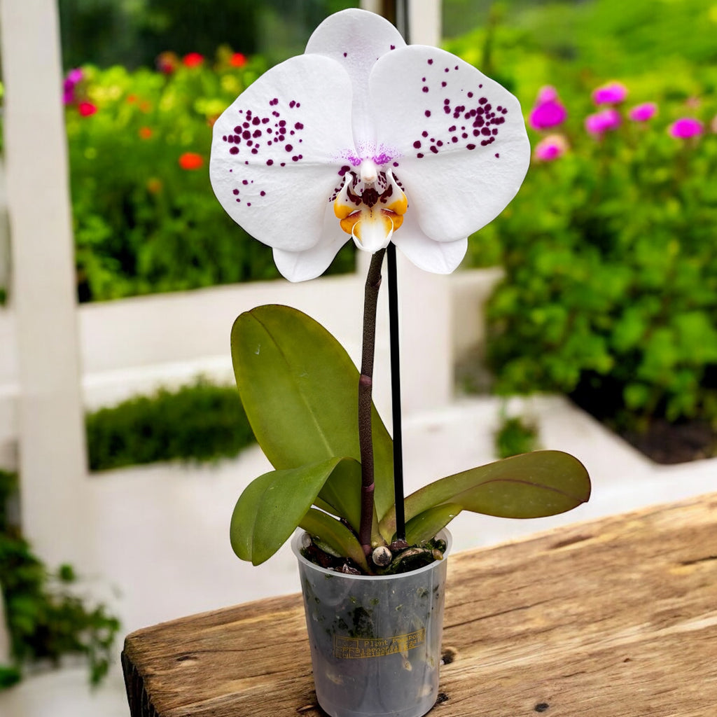 Phalaenopsis Singolo Owari - XXL virág