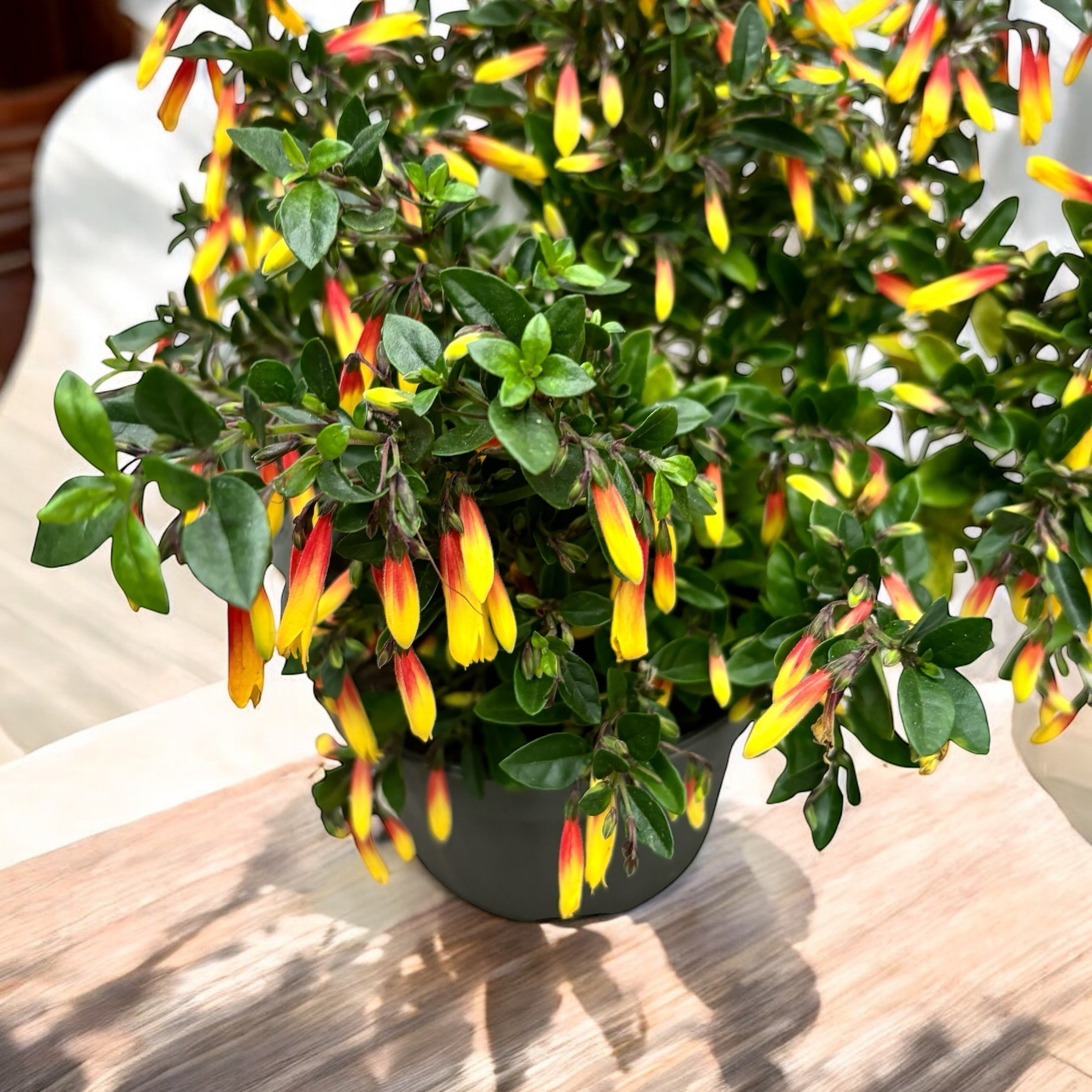 Jacobinia pauciflora (Iacobinia) - fara flori