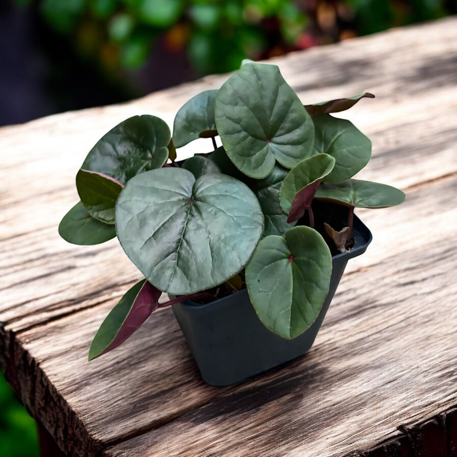 Cyclamen coum ‘Ruby Star’