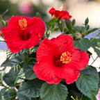 Hibiskus rosa-sinensis ‘Sunny Bordeaux’ - primjerci XL